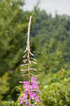 Fireweed